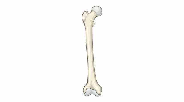 Femur bone vector illustration. Long human thigh bone with clean anatomical shape, medical education concept, simple modern style isolated on white background.