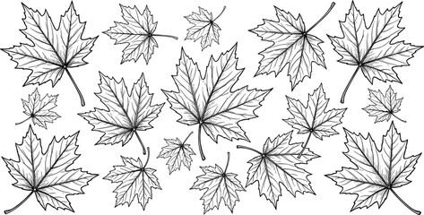 Fototapeta premium Hand Drawn Maple Leaf Vector Set with Detailed Black and White Outline Fall Botanical Foliage Elements