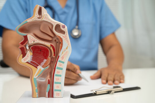 Asian doctor with nasal oral throat cavity neck human anatomy model for study diagnosis and treatment in hospital.