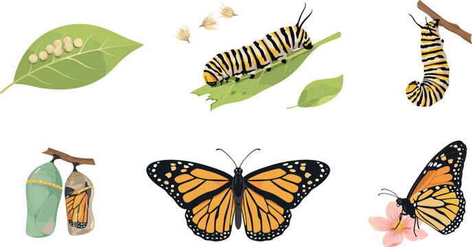 Monarch Butterfly Life Cycle Vector Set Featuring Eggs Caterpillar Chrysalis Metamorphosis Stages and Adult Insects for Science Education Graphic Designs