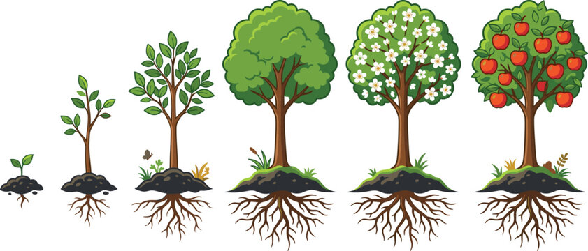 Apple tree growth stages from seedling to mature fruit tree vector illustration