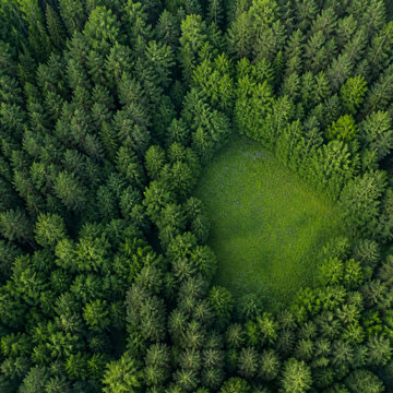 Dense summer forest canopy with meadow clearing in Finland, nature and environment concept