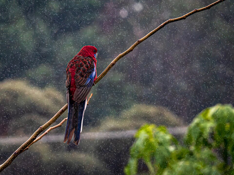 A Crimson Rosella sits on a bare branch looking over back to camera as rain pours down.  