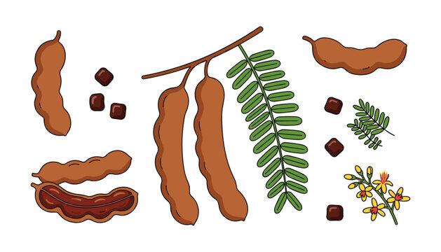 Fresh Sweet Tamarind Vector Illustration Set with Brown Pods Shell Slices Seeds Green Leaves and Yellow Flowers for Culinary Food Graphic Designs