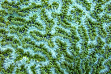 Vibrant neon green maze patterns of a brain coral colony on a tropical reef © Elise