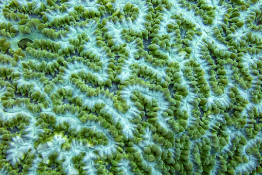 Vibrant neon green maze patterns of a brain coral colony on a tropical reef