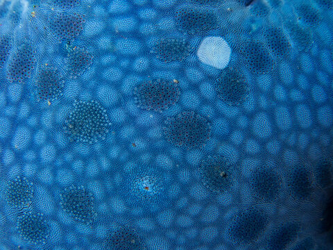 Abstract blue macro texture of a tropical marine invertebrate skin underwater