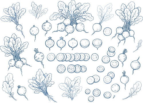 Set of fresh raw radish vegetables and sliced radish pieces hand drawn in sketch style for organic food design and healthy cooking recipe illustration elements