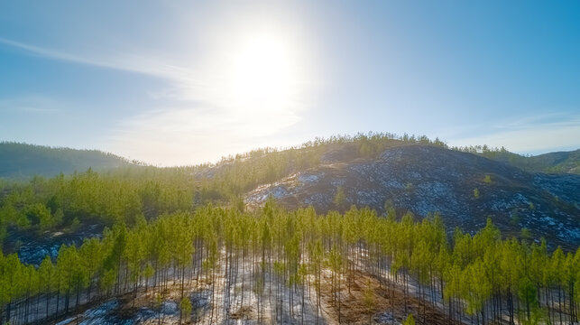 A stunning aerial view of a serene forest landscape under a bright sun, showcasing lush green trees and rolling hills.