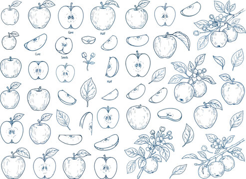 Set of hand drawn apple fruit sketches including whole fruits slices and leaves in a detailed ink line art style for food illustration and healthy eating design