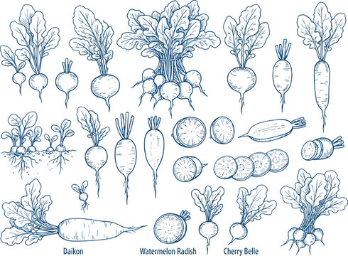 Set of hand drawn radishes and beets with leaves in a sketch style illustration