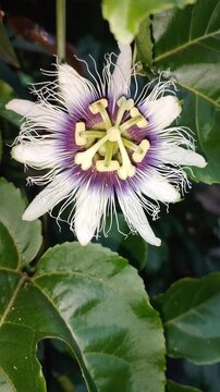A vertical close-up video shows a passion flower blooming in the garden amidst a gentle breeze.