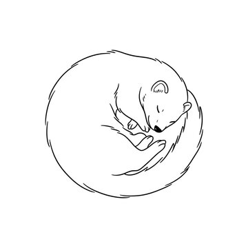 Cute ferret sleeping curled in a circle, simple black and white line art drawing.