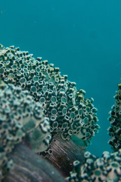 Cluster of colonial tunicates growing on a coral reef against blue water