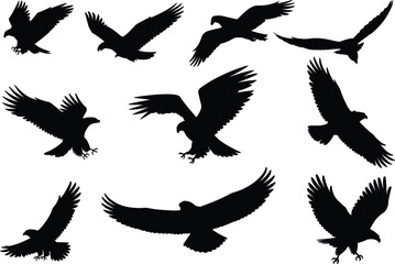 Fototapeta premium A collection of black eagle silhouettes in various flying and landing poses isolated on a plain white background set