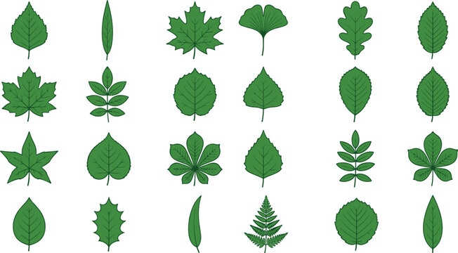 Collection of green leaf illustrations on a white background