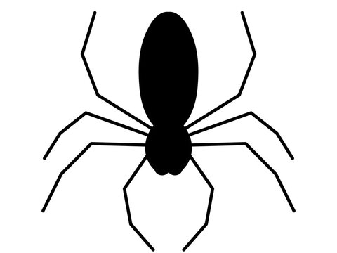 Illustration of a spider