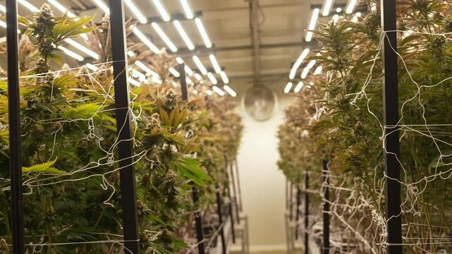 Cannabis plants grown in greenhouses, cultivated in buildings that are currently in growth phase.