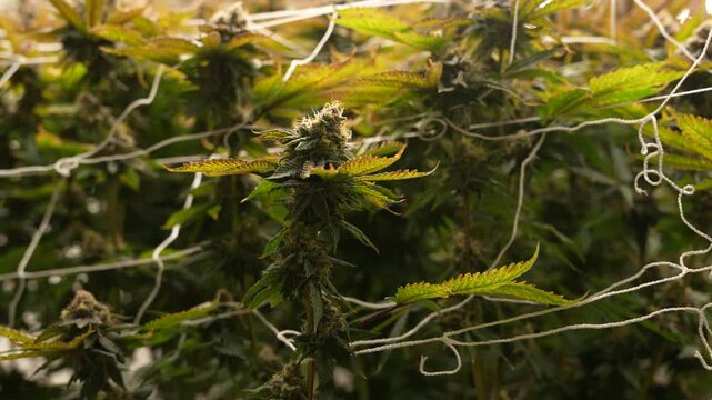 Cannabis plants grown in greenhouses, cultivated in buildings that are currently in growth phase.