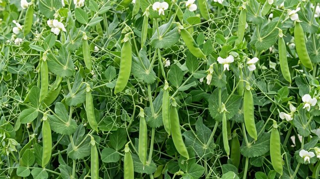 Green pea plants growing in a garden with lush foliage, tendrils, and white flowers, close-up view of vegetable pods on vines