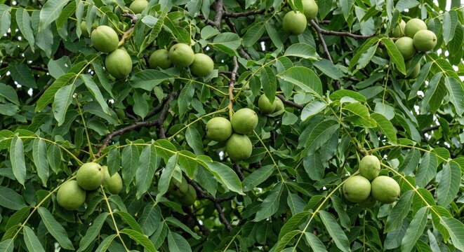 Green walnuts hanging from the branches of a walnut tree with lush, pinnate leaves in a summer orchard, close-up view of ripening fruit in their husks