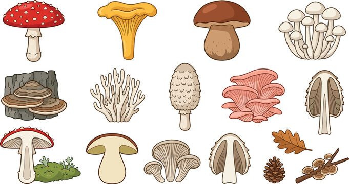 Hand Drawn Wild Mushroom Illustration Set with Amanita, Chanterelle, Porcini, Oyster, Coral, Shaggy Mane, Forest Fungi, Pine Cone, and Oak Leaves