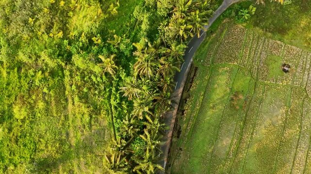 Aerial drone top down video of a paved road running between dense tropical jungle with coconut trees and green rice fields in Tabanan Bali Indonesia. Shows geometric farmland patterns village house