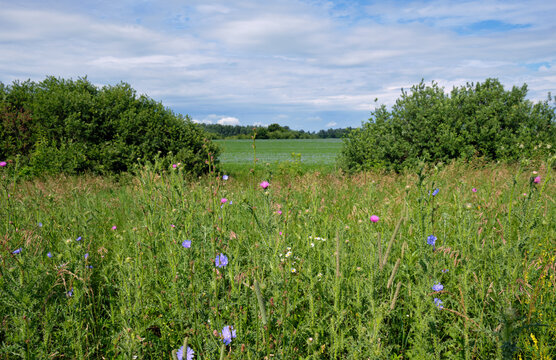 Agricultural field with blue flax flowers. It is used as a spinning and oil crop. Blue chicory flowers and thistle are on foreground. Altai Krai.