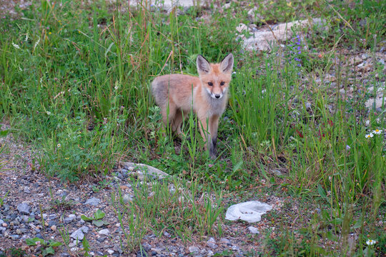 Photo of young red fox cub walking among the grass in natural environment.