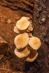 Mushrooms grow on the tree trunk © jun