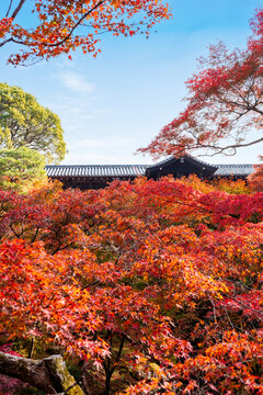 Stunning autumn foliage with vibrant red and orange maple trees in a traditional Japanese garden at Tofukuji Temple in Kyoto
