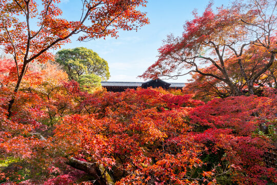 Stunning autumn foliage with vibrant red and orange maple trees in a traditional Japanese garden at Tofukuji Temple in Kyoto
