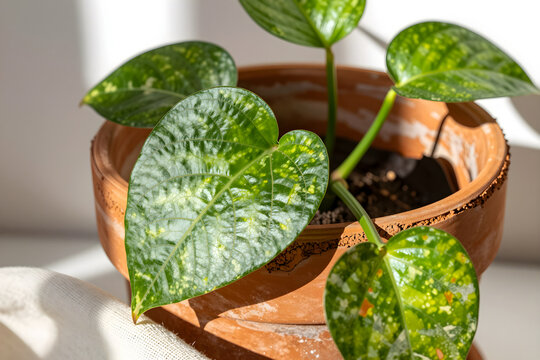 Extreme close-up of a trailing pothos leaf resting against the edge of a rustic terracotta pot.