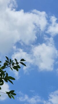 Vertical view of green leaves tree branch against bright blue sky and white clouds with small birds flying in sunny day"