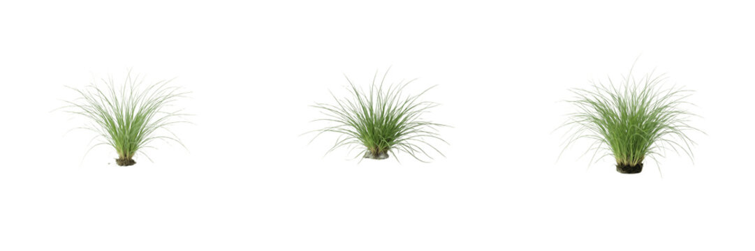 Set lush green tufts of ornamental grass, potted aquatic plants, fresh green foliage clusters, miniature aquarium plants, decorative landscape tufts, green botanical elements