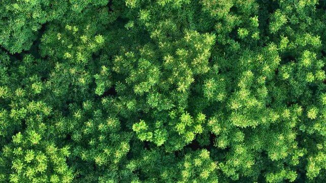 aerial view of dense forest canopy with green foliage	
