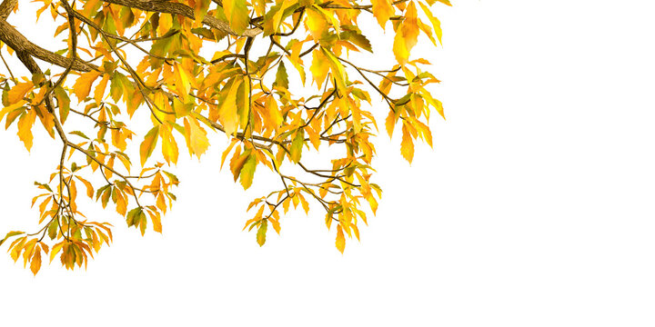 Golden autumn leaves tree branch border isolated on transparent background