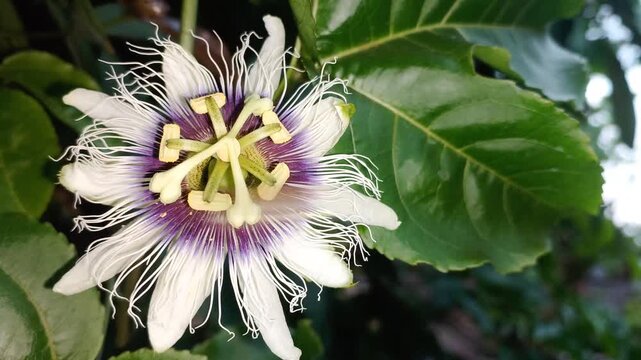 A close-up shot shows a passion flower in bloom as a bee flying arrives to pollinate it. The video was filmed in the garden during a gentle breeze.