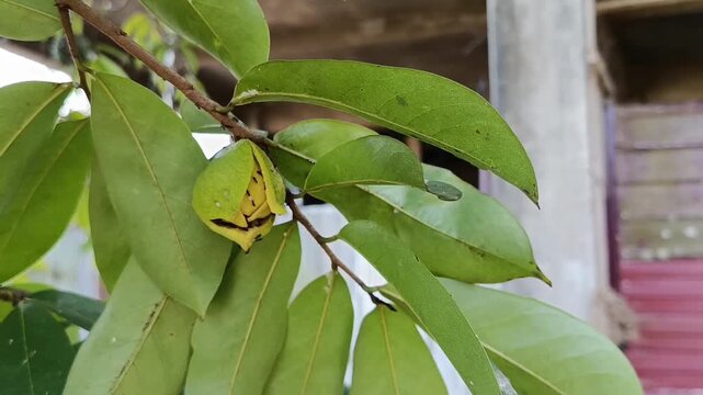 Soursop Flower Growing on Soursop Tree