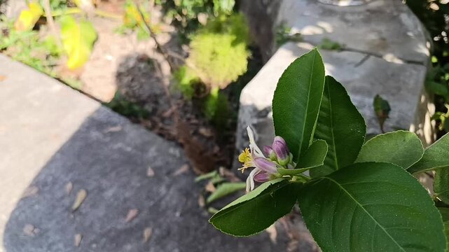 Lime Flowers Blooming on Lime Tree