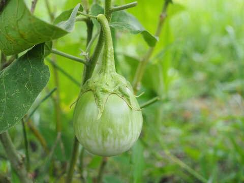 The eggplant is growing on an eggplant plant. I grow my vegetables naturally, without chemicals.