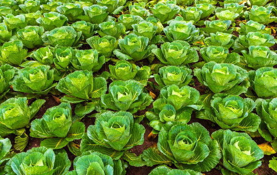 The image shows a field of maturing green cabbage plants growing in rich, dark soil.