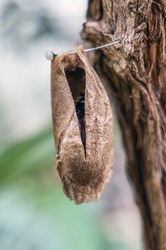 Close-up photo of a cocoon from which a *Papilio* butterfly is about to emerge.