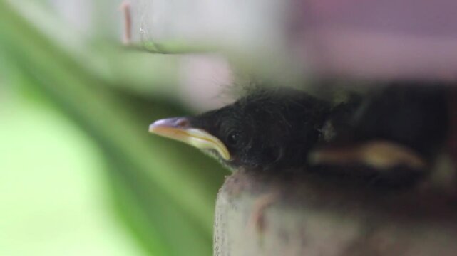 
Newly hatched bird chicks in the nest, with their beaks wide open and striking yellow interiors&mdash;a classic signal begging their parents for food.