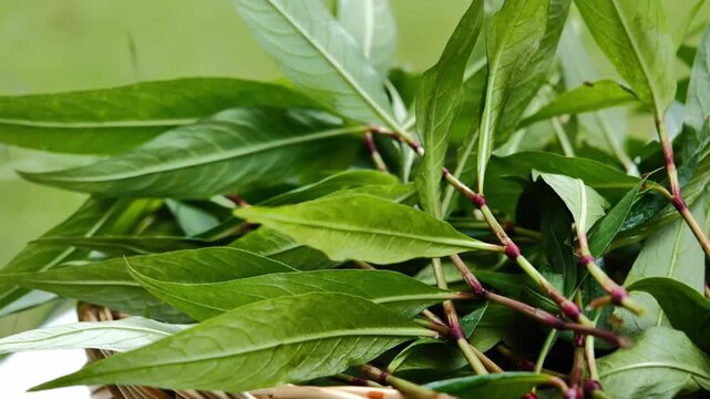 Fresh Vietnamese coriander leaves