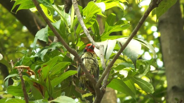 A beautiful wild bird, the coppersmith barbet, perching on a tree branch. Suitable for content regarding biodiversity, child education, wildlife