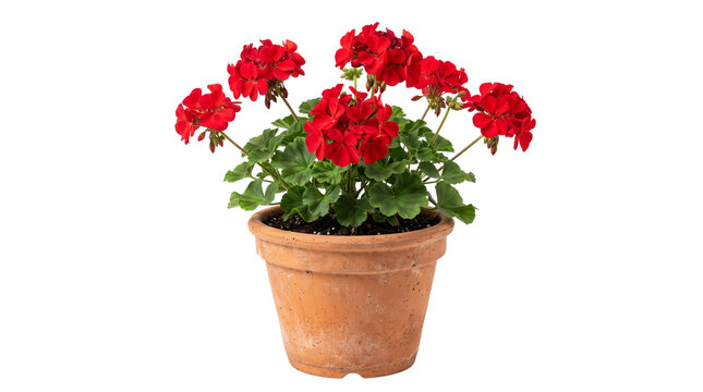 Vibrant red geranium flowers in terracotta pot, blooming pelargonium houseplant, decorative garden floral arrangement isolated PNG with Transparent Background