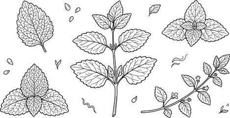 Hand drawn mint leaf vector illustration set featuring fresh peppermint stems spearmint sprigs textured foliage and decorative botanical line art elements isolated on white background (24 words) © MstAlif