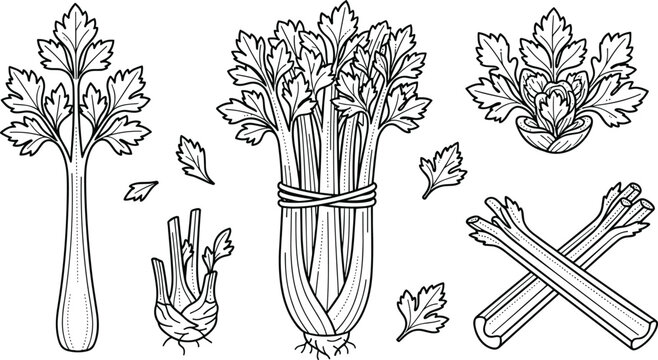 Hand drawn detailed celery vector illustration set featuring tied stalk bundle individual crunchy sticks root bulbs textured leaves and rustic 