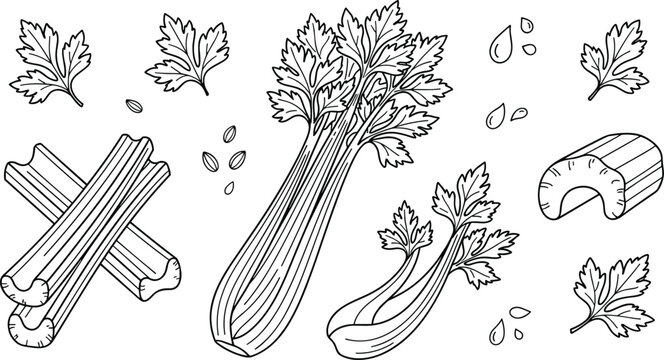 Hand drawn celery vegetable vector illustration set featuring fresh green stalks crispy sticks chopped pieces textured leaves and minimal 